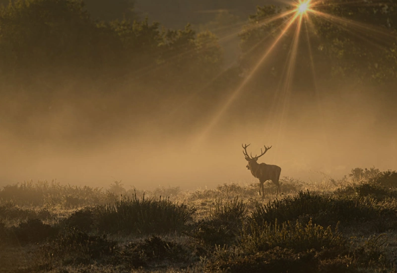 عکاسی با نور طبیعی برای ثبت تصاویر حرفهای